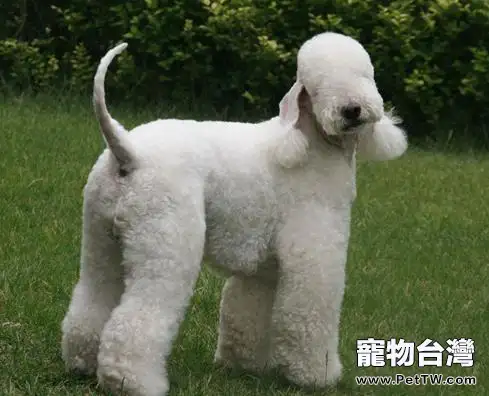 貝林登犬有攻擊性嗎