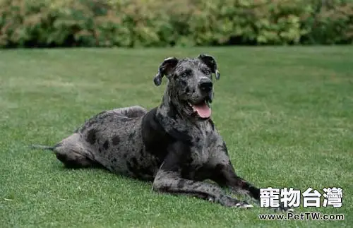 大丹犬適合家養嗎