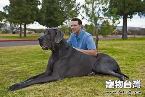 大丹犬適合家養嗎