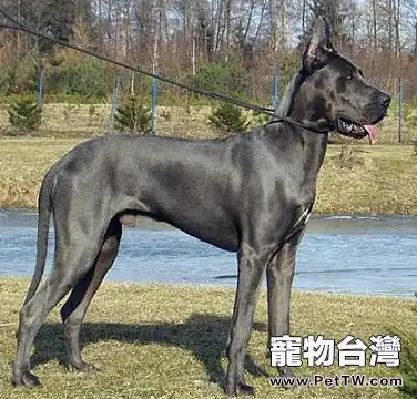 大丹犬適合家養嗎