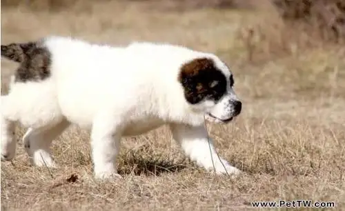 中亞牧羊犬怎麼養