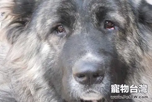 為什麼不養高加索犬?高加索十個不養理由(共3張圖片)-寵物台灣