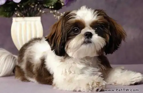 西施犬智商高嗎?西施犬智商排名(共2張圖片)-寵物台灣