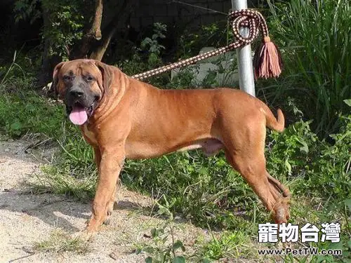 土佐犬為什麼不敢養