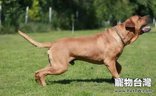 土佐犬為什麼不敢養