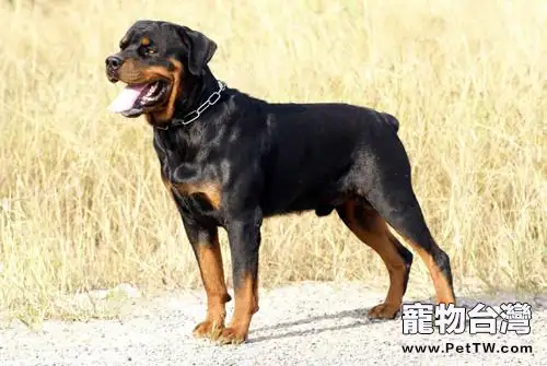 養羅威那犬要注意哪些?飼養羅威那方法(共3張圖片)-寵物台灣