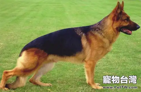 如何訓練德牧?德國牧羊犬訓練(共3張圖片)-寵物台灣