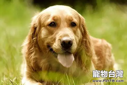 金毛哪個色系最貴