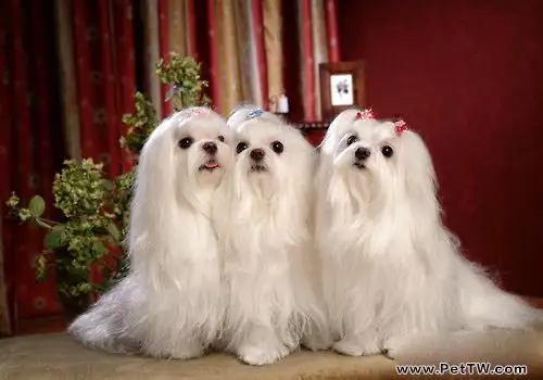 馬耳他犬怎麼養好?馬爾他犬飼養(共3張圖片)-寵物台灣