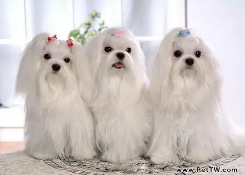 馬耳他犬怎麼養好 馬耳他犬怎麼養好