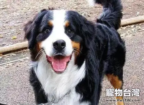 崑崙山脈犬