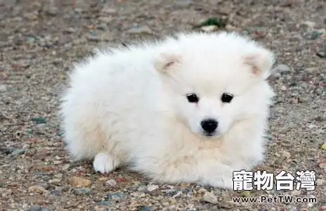 愛斯基摩犬掉毛嗎 愛斯基摩犬掉毛嗎