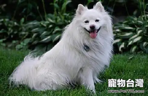 愛斯基摩犬掉毛嗎 愛斯基摩犬掉毛嗎