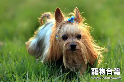約克夏有幾種顏色?約克夏怎麼挑選?(共3張圖片)-寵物台灣