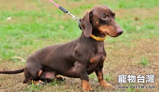 臘腸犬智商排名