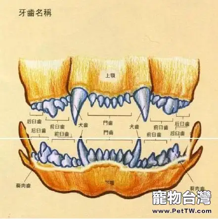 圖解如何通過犬齒判斷犬齡