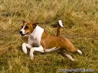 巴仙吉犬怎麼養