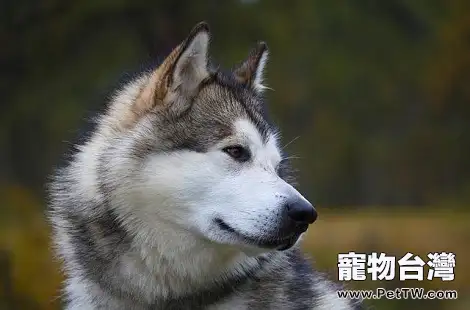 阿拉斯加雪橇犬的遛狗頻率每天多久合適？