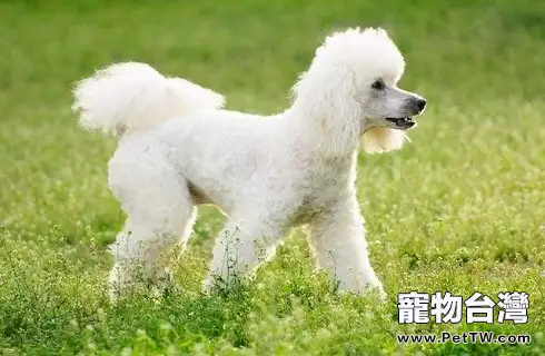 貴賓犬眼屎多是什麼原因導致的？