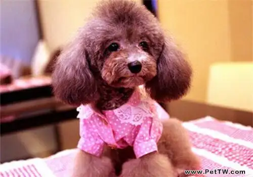 泰迪犬口臭有哪些原因?怎麼解決?(共4張圖片)-寵物台灣