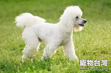 比熊 犬（卷毛比雄犬）和貴賓犬是一個品種嗎？有什麼不一樣？