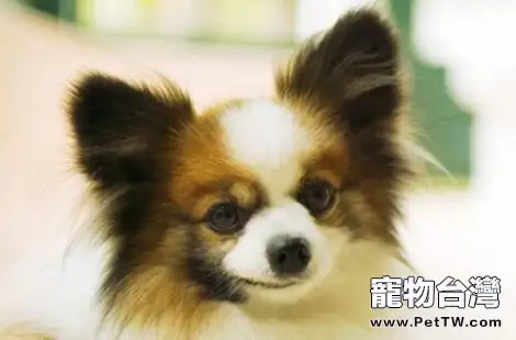 蝴蝶犬懂音樂嗎？聽音樂有什麼好處？