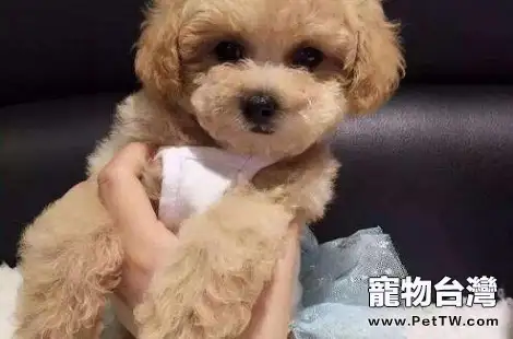 貴賓犬造型怎麼做好看？