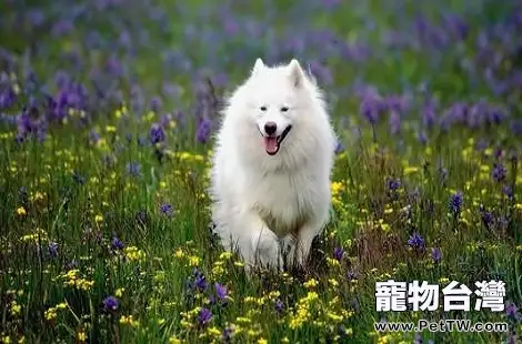 安斯基摩犬要怎麼訓練才最好？