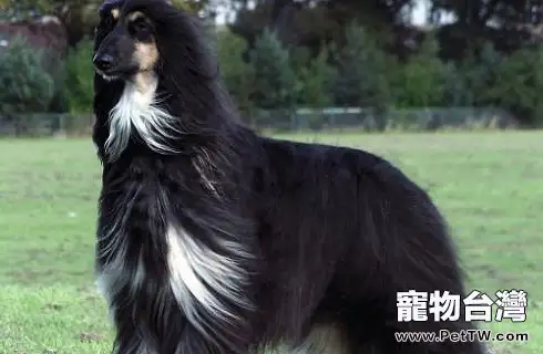 哪些狗狗比較笨？
