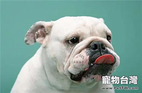 哪些狗狗比較笨？