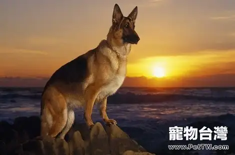 德牧幼犬要怎麼去飼養？