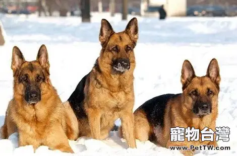 德牧幼犬要怎麼去飼養？