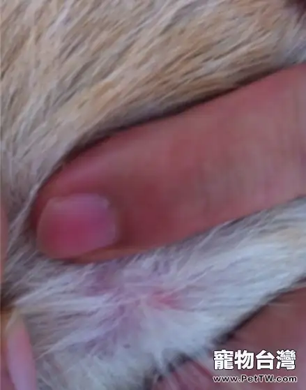 犬的常見皮膚病（一）過敏性皮炎