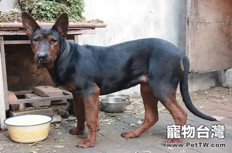 兇猛剛烈的萊州紅犬品種介紹