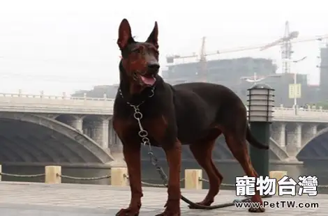 兇猛剛烈的萊州紅犬品種介紹