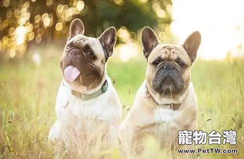 法國鬥牛犬為什麼價格會這麼高？