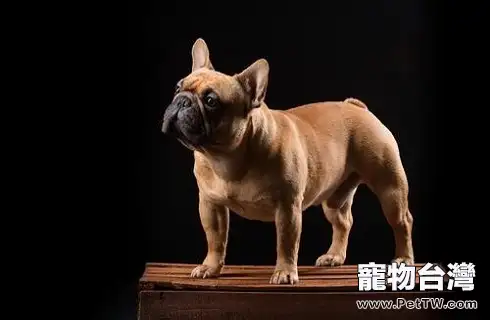 法國鬥牛犬為什麼價格會這麼高？