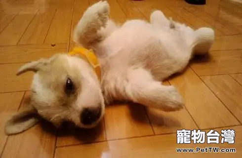 有什麼辦法能讓剛生產的母犬下奶？