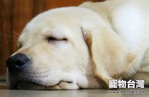 對於老年犬，我們該如何餵養？