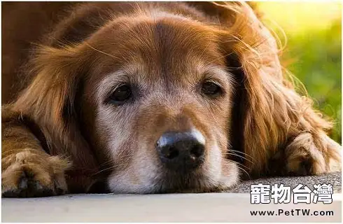 對於老年犬，我們該如何餵養？