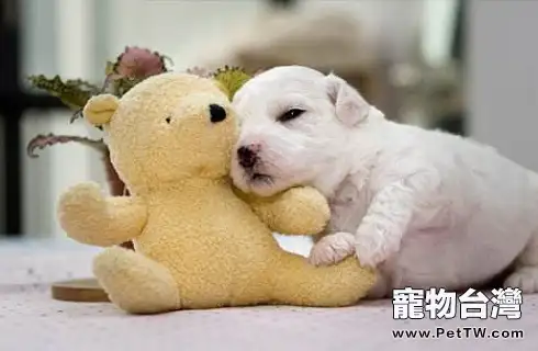 狗狗為什麼會嚴重掉毛？