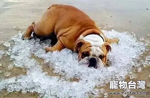 狗狗為什麼會嚴重掉毛？（共3張圖片）-寵物台灣