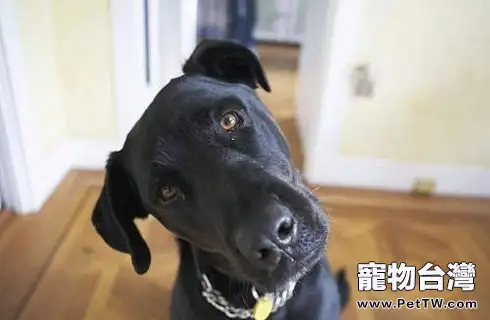 怎樣看出狗狗是不是健康？