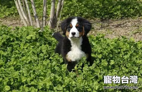 冬天是否還需要給狗狗驅蟲?(共3張圖片)-寵物台灣