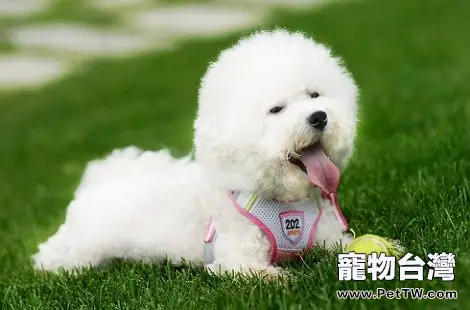 比熊 犬（卷毛比雄犬）一直拉稀怎麼辦？