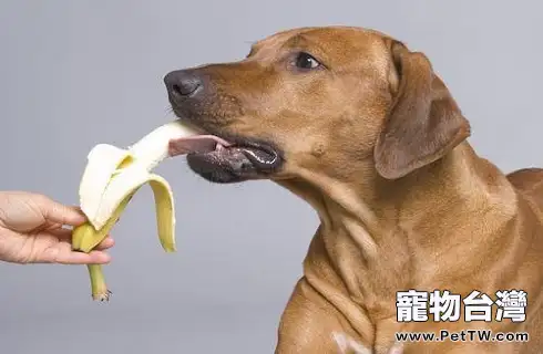 自製狗糧，狗狗能吃哪些食物？
