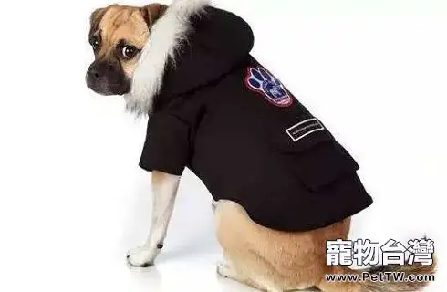 自製狗糧,狗狗能吃哪些食物?(共3張圖片)-寵物台灣