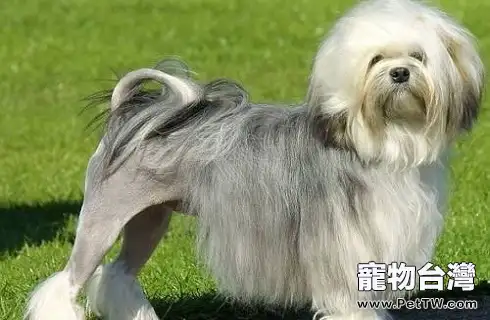 怎麼看出狗狗便秘？怎樣緩解症狀？