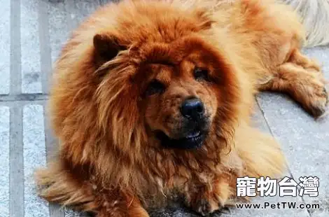  松獅犬毛髮該怎麼打理？