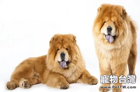  松獅犬毛髮該怎麼打理？